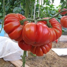 Tomatensamen 12; russische Sorte "Gribnoye Lukoshko" (Pilzkorb), aus 2024
