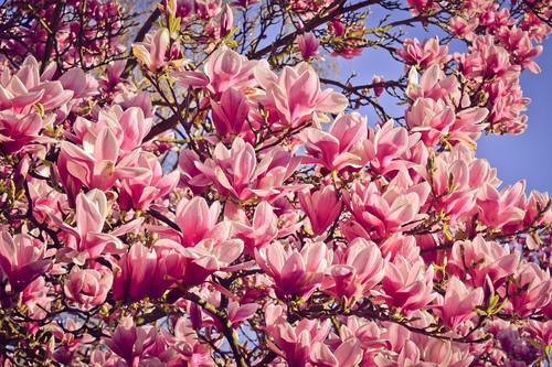 Magnolie stecklinge rosarot - stecklinge,