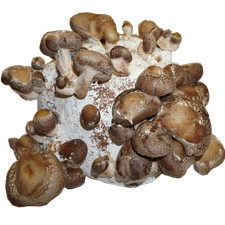 Shiitake Bio Fertigkultur, Hawlik Pilzbrut, Pilze selber züchten, Shitake Pilz