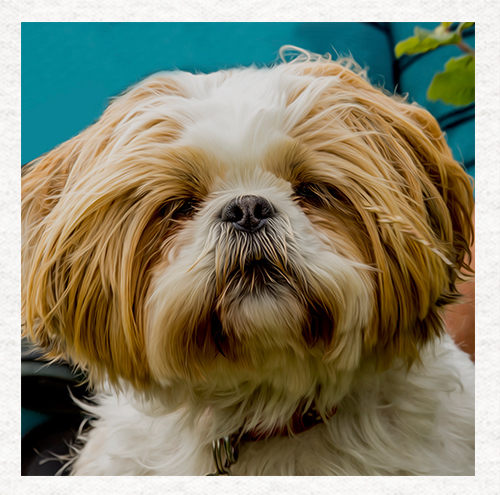 Hund shih tzu stoff - hund,