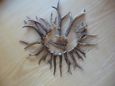 Rehgehörne, Geweih, Gehörnstangen für Deko, Basteln, etc.