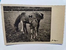 AK Tiere ; Pferdepostkarte -