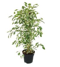 Exotenherz - Ficus benjamini "Twighligh" im 17cm Topf