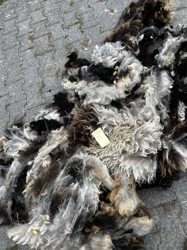 Rohwolle schafwolle - 2,5,