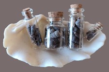 Schnecken Muschel mini in Glasfläschchen 4er Set verschiedene Größen Sammler top