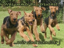 AIREDALE TERRIER