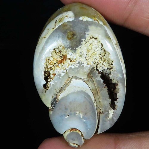 Natürlich fossil schnecke - fossil,