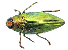 Buprestidae, Chrysochroa