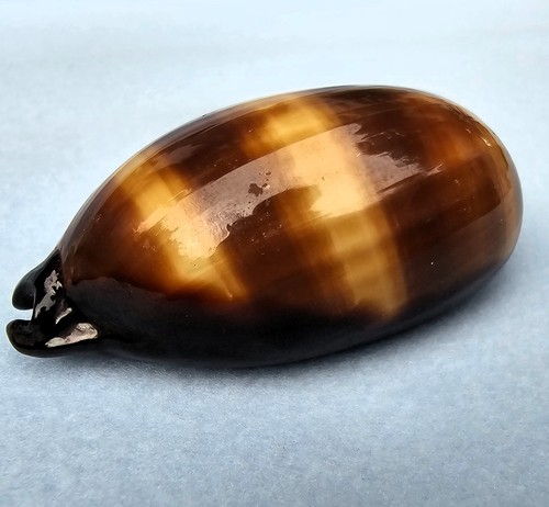 Cypraea talpa maulwurf - ,