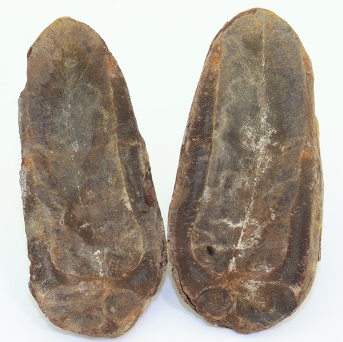 Farn macroneuropteris - farn,,