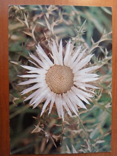 Postkarte 3102 nicht - , gelaufen