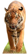 Raubkatzen Wildkatze Tiger -