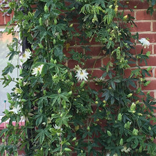 Gardenersdream passiflora snow - gardenersdream,