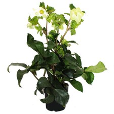 Christrose - Schneerose Helleborus "Ice n Roses" mit vielen Knospen im 15cm Topf