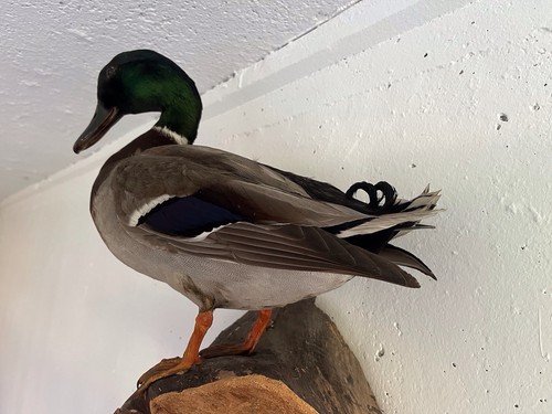 Tierpräparat vogel ente - tierpräparat,