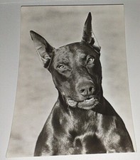 Dobermann Hunde Dog Postkarte Postcard Ak Hundepostkarte DDR