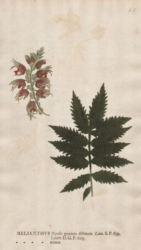 Melianthus major honigstrauch - melianthus,