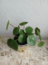 Pilea peperomioides Ufopflanze Pfannkuchenpflanze Glückstaler