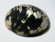 Meeresschnecke Schwarze Abalone / Haliotis cracherodii   -Mexiko-  shell Muschel