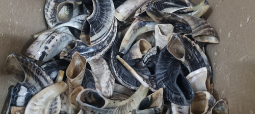 Widder horn - horn, shofar