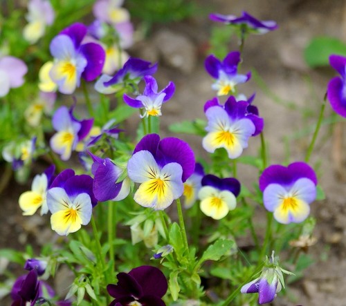 Wilde stiefmütterchen viola - stiefmütterchen,