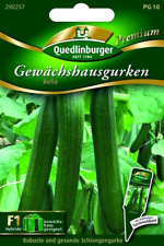 Gewächshausgurke Bella F1 - rein weiblich, mehltauresistente Treibgurken - Samen