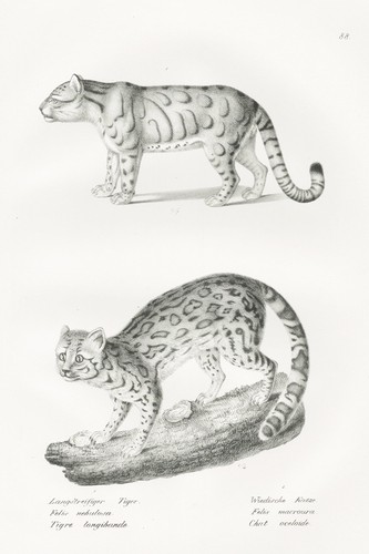 Tigerkatze tiger cat