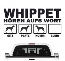 Whippet Windhund hört aufs