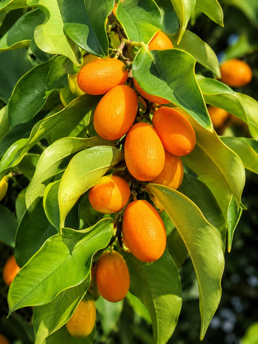 8000817 mini kumquat orange - 8000817,