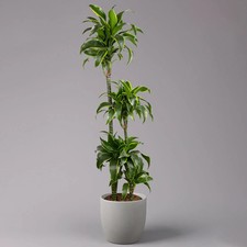 Duftender Drachenbaum