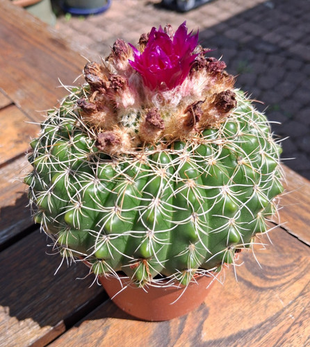 Kakteen,Notocactus