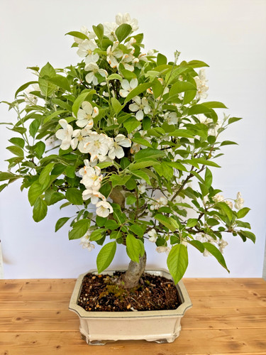 Bonsai apfelbaum malus - bonsai, /