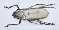 Cerambycidae, Batocera
