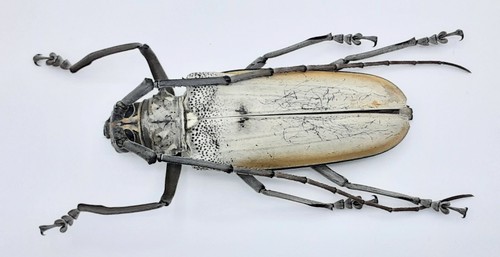 Cerambycidae batocera - cerambycidae,,