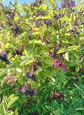 Schwarzer großfruchtiger Holunder Sambucus nigra Haschberg 60 - 80 cm