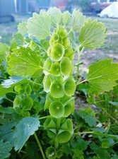 Muschelblume molucella - muschelblume,