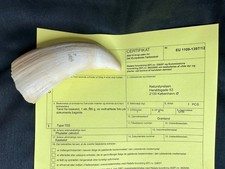 Echter Pottwalzahn mit CITES Nachweis - Selten!