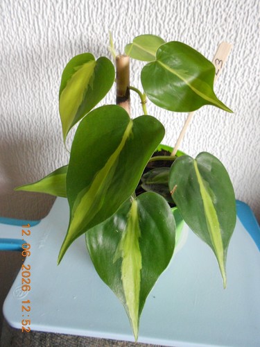 Philodendron - ,
