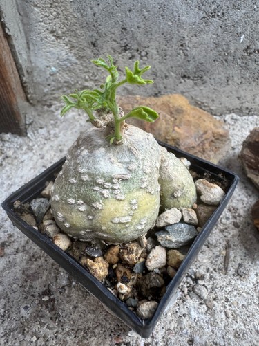 Kedrostis africana