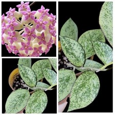 Hoya icensis splash - icensis,