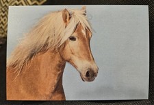 Pferdepostkarte, AK Pferde, Pferdepostkarten Haflinger 