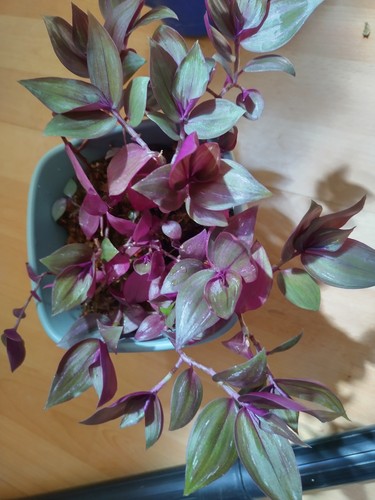 Tradescantia discolor ableger - tradescantia,