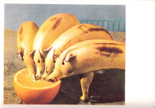 Bananen schweine orange - an,
