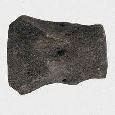 Fossil Walfisch Wirbel Neogen