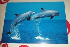 Delfin Dolphin Delphin Tier Postkarte Postcard Tierpostkarte DJH Ak