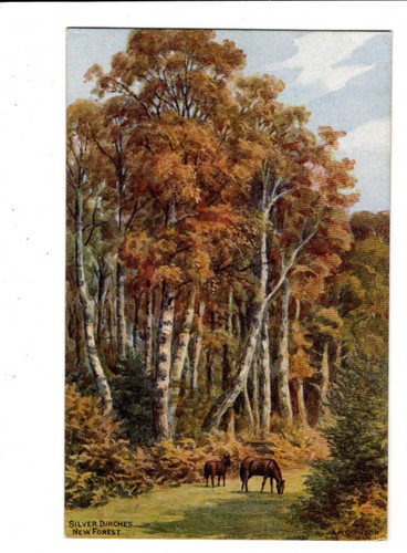 Quinton new forest silber - new,