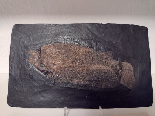 Fossilie amia keheri - fossilie:,
