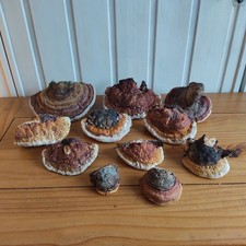11 Stk. Baumpilze - Floristik