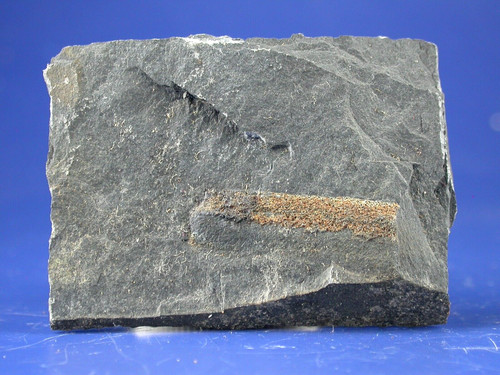 Fossilien frankenwald - frankenwald,