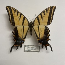 Entomologie*Papilio
